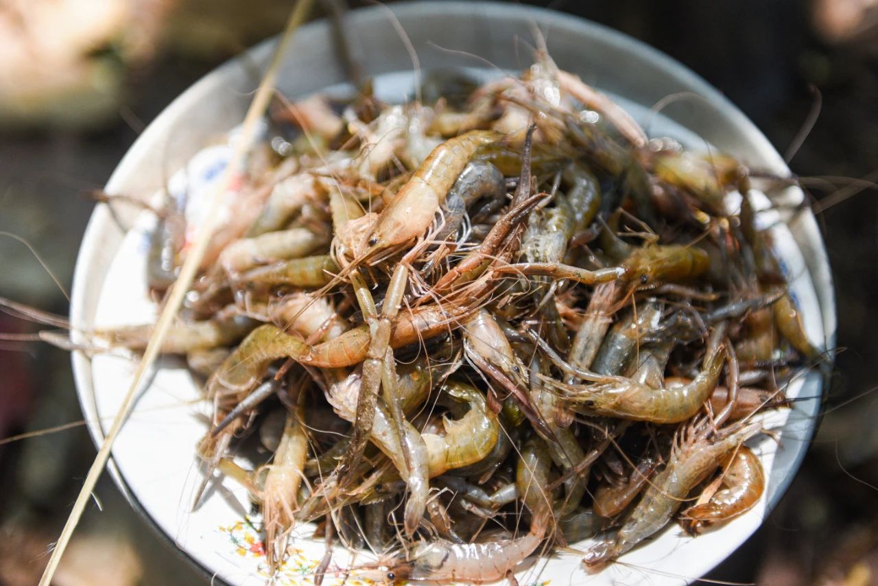 一网打尽